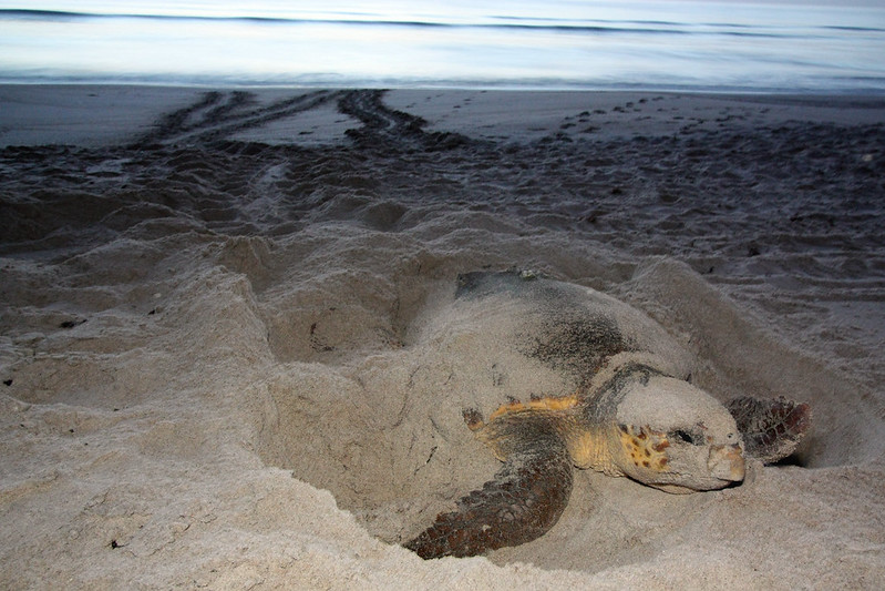 Nesting sea turtle
