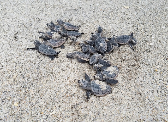 Sea turtle hatchlings. Photo courtesy Florida Fish & Wildlfe
