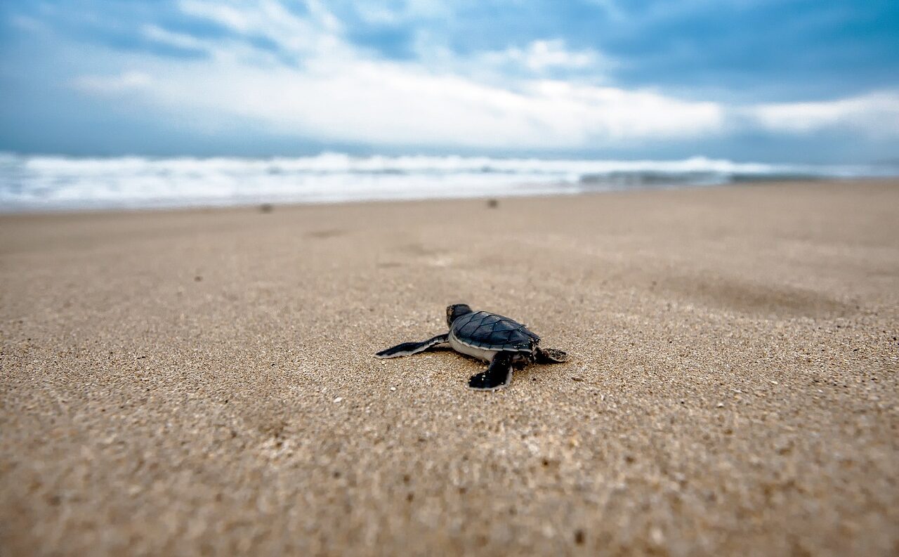 Sea turtle hatchling on the beach