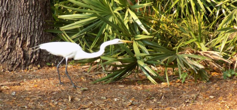Egret on Amelia Island Plantatoin
