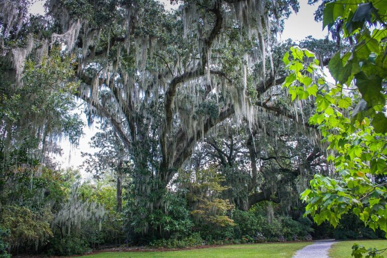 Photo of live oak tree covered in Spanish moss. Image by JamesDeMers from Pixabay