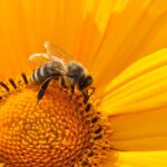 Photo of a bee on a bright yellow flower